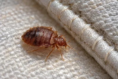 Illustrative pest control enquiry
