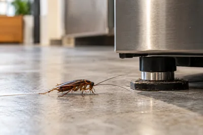 Pest detail for Cockroach Treatment