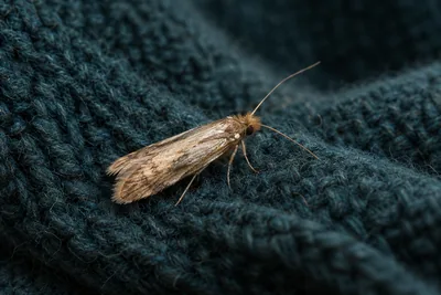 Pest detail for Moth Control